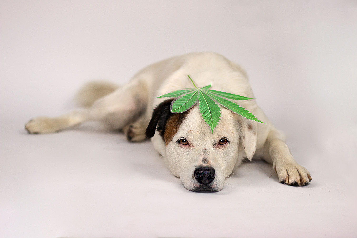 Read more about the article CBD – warum wir unsere Hunde womöglich vergiften