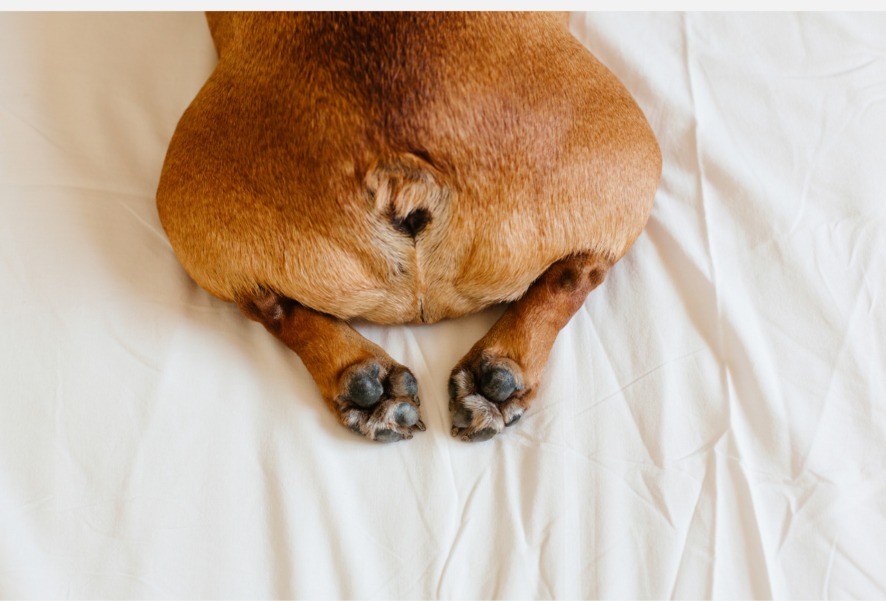 Read more about the article Übergewicht beim Hund – ab wann ist mein Hund zu dick?