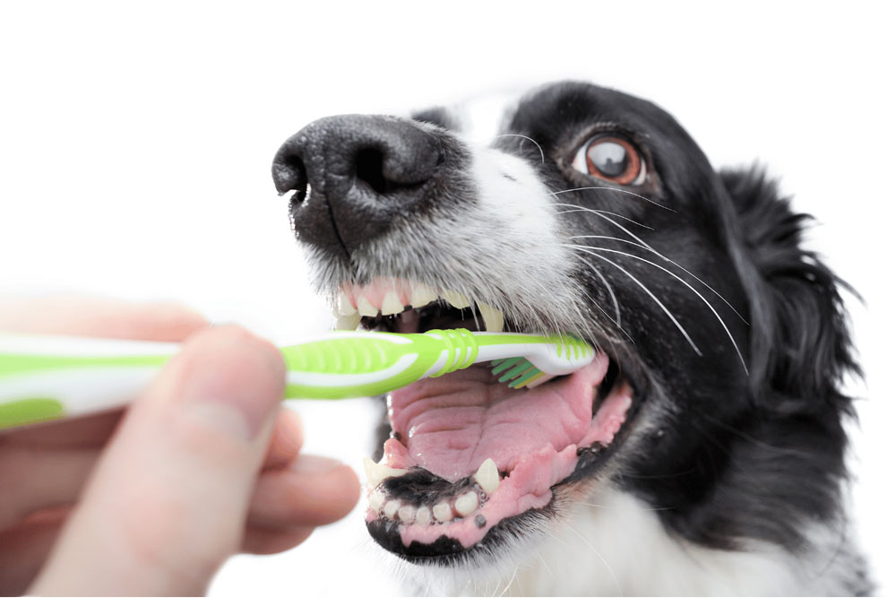 Read more about the article Darum solltest du deinem Hund die Zähne putzen